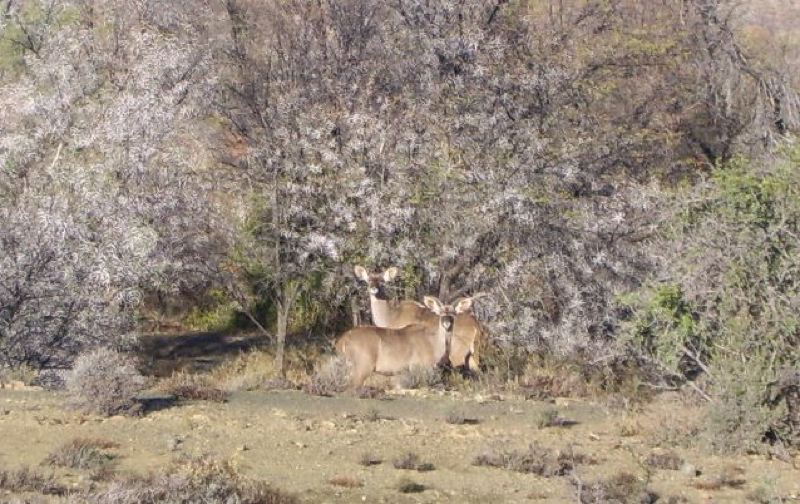 Rietfontein Game Farm Hunting